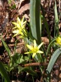 Gagea lutea